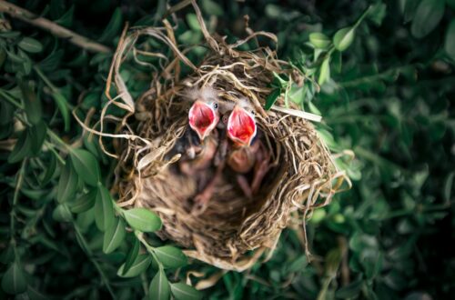 Birdnesting na de scheiding: voors- en tegens