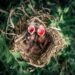 Birdnesting na de scheiding: voors- en tegens